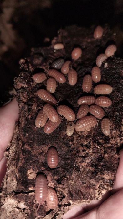 Isopods ( Bicho da Conta )