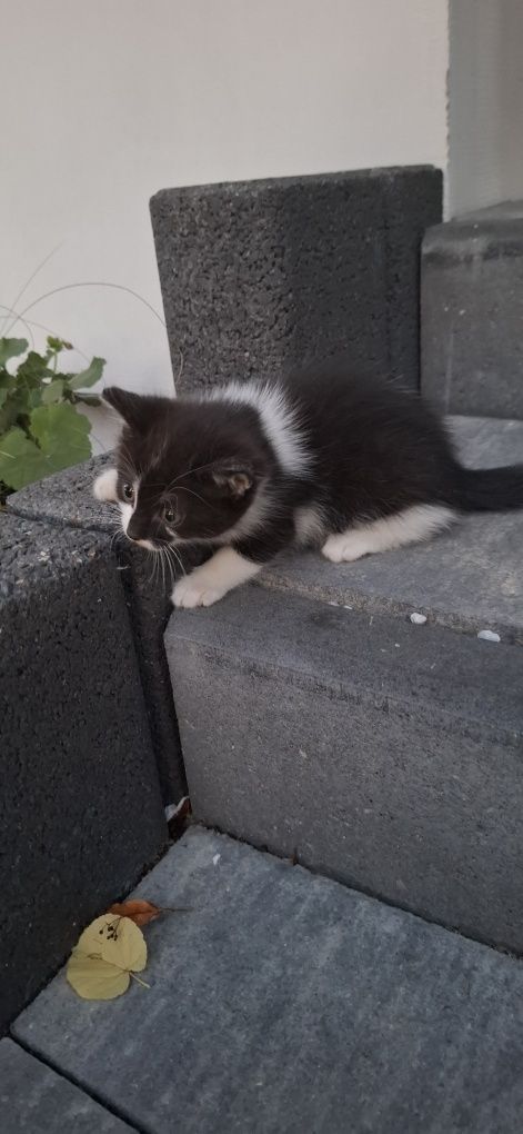 Oddam kotki w dobre ręce