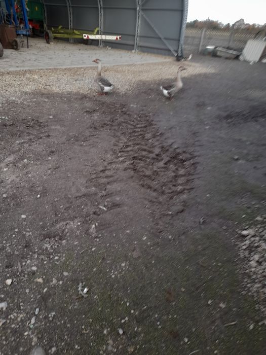 Gęsi szare 2 sztuki