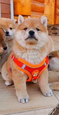 Shiba inu wzorcowa