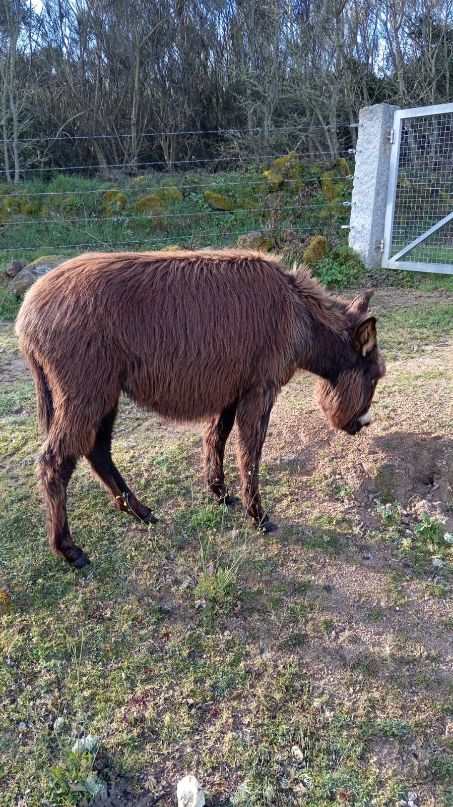 Burrinha de 1 ano mansa