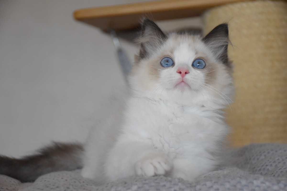 Ragdoll kocurek Simba z rodowodem FIFe - Seal Bicolor