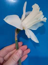 Нарциси білі цибулини. Велика квітка