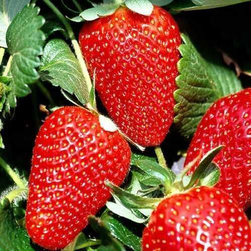 Саджанці Розсада Ремонтантної полуниці клубники (10 штук) Роздріб-Опт