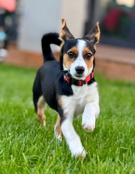 Dexter i Debra - szczeniaki do adopcji!