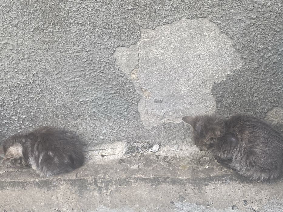 Кошенята (3 місяці)