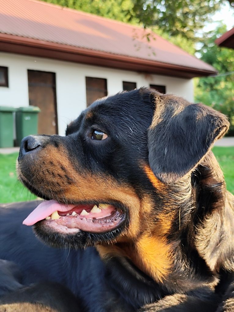 Rottweiler szczeniak