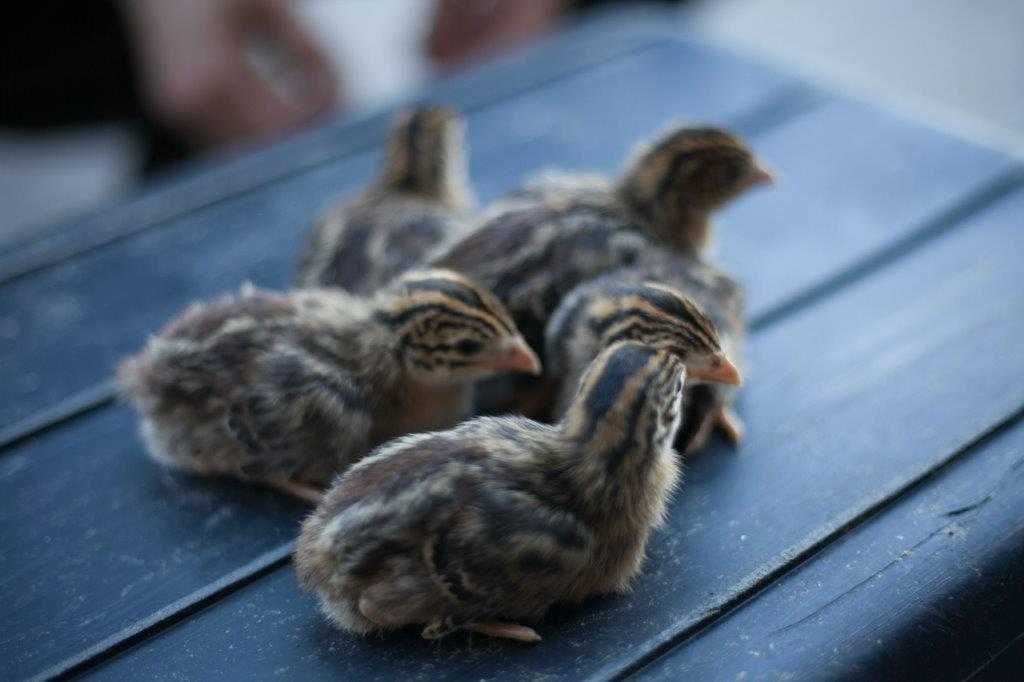 Pisklęta kilkudniowe kaczek, gęsi, perliczek, indyków