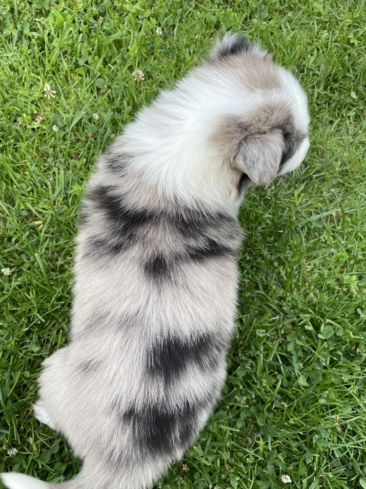 Sunia Border Collie blue merle