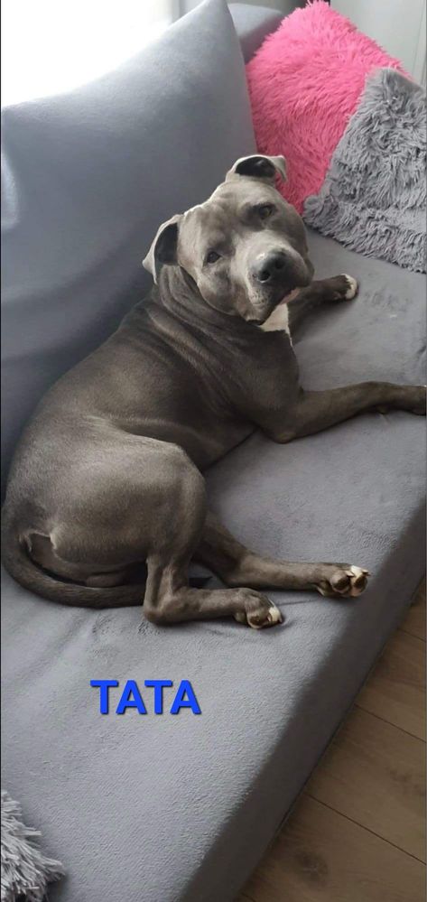Amstaff American Staffordshire Terrier