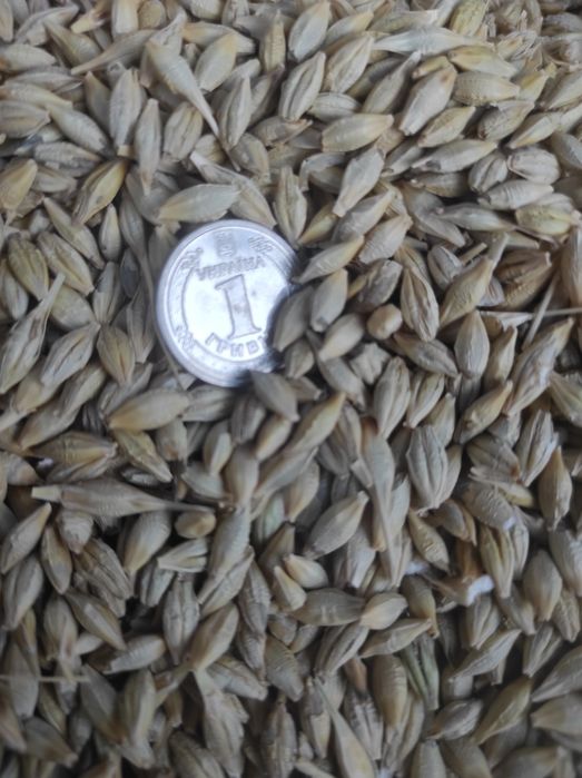 Ячмінь зерно можна київ