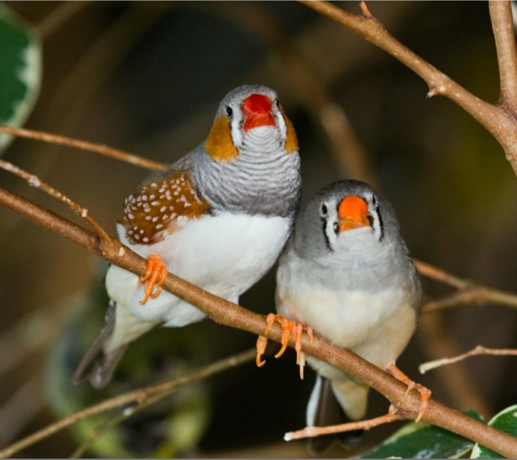 Mandarins castanhos, cinzentos, brancos e malhados