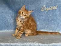MAINE COON OKAZJA! Kotek z rodowodem FPL, zdrowy, towarzyski