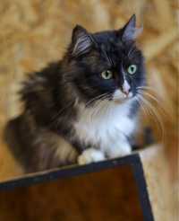 Пушистая тучка Люсия, красавица кошка 1.5 года