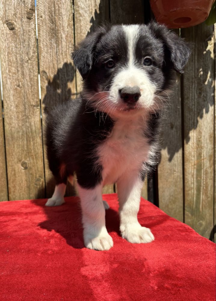 Border collie- piesek