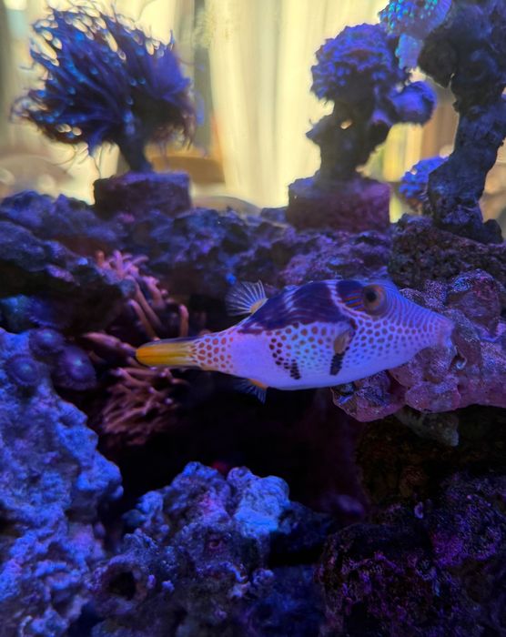 Ryby Valentynka, Desjardini ,Xanthurum, Scopas KOI akwarium morskie