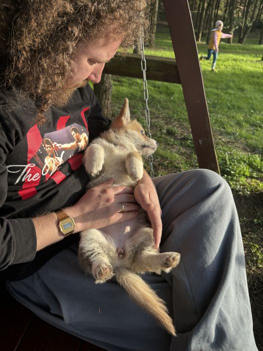 Corgi Cowboys, Welsh Corgi Pembroke,  planowany miota- wiosna 2026