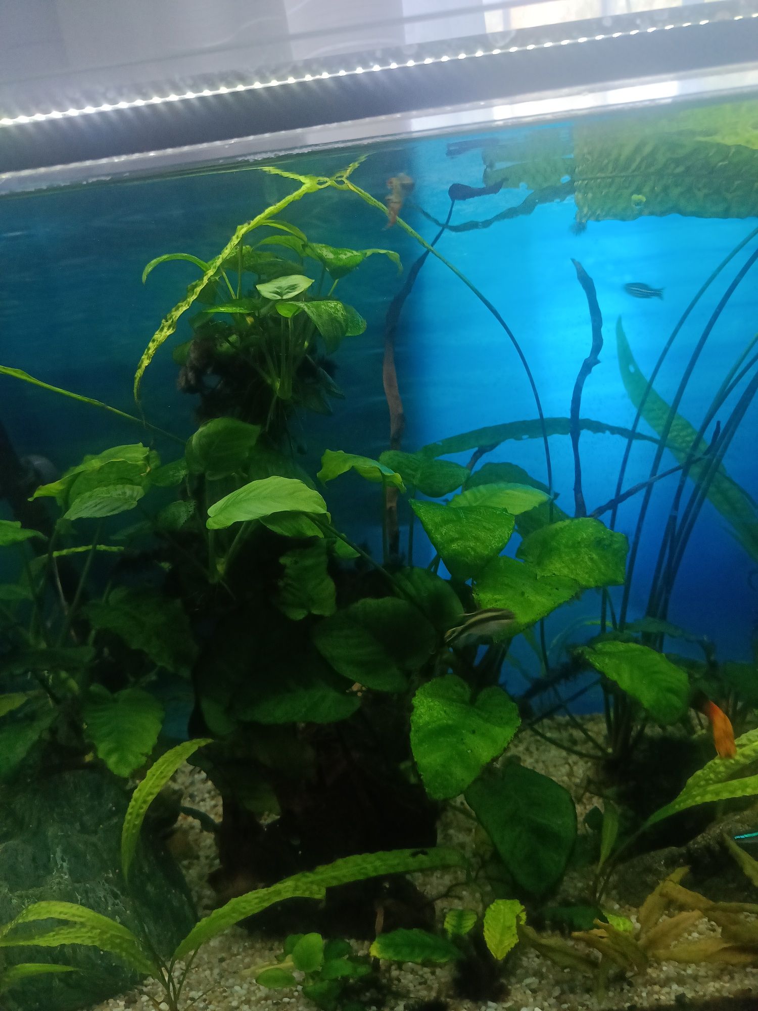 Akwarium 240L +szafka pełne wyposażenie+inne
