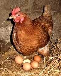 Инкубационные яйца,редбро яйца для информации
