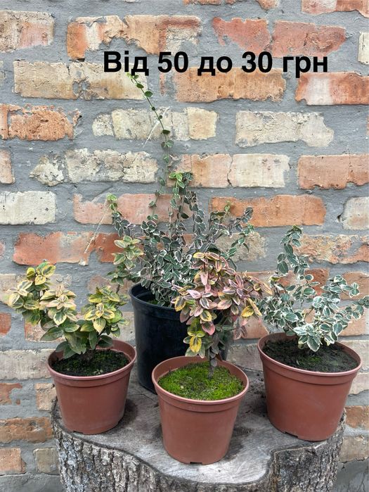 Рослини в горщиках