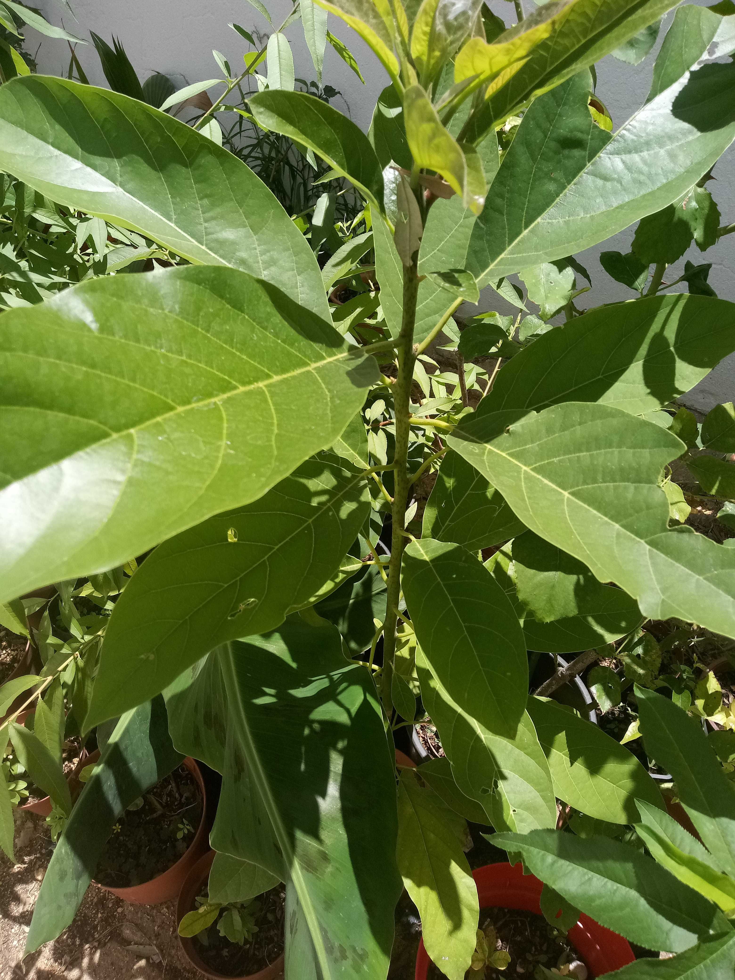 Abacateiros em vaso