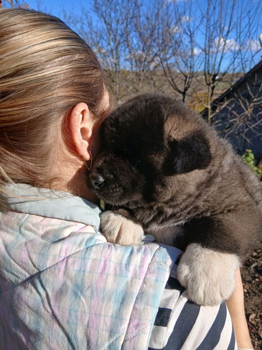 Американська акіта готові до замовлення