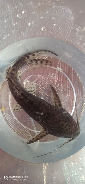 акваріуми + фільтр