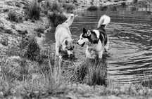Siberian Husky ciąża potwierdzona, szczenięta w lipcu