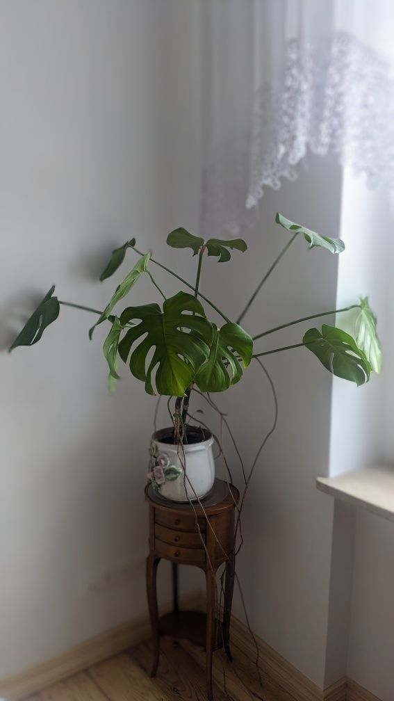 Kwiat Monstera duża rozłożysta