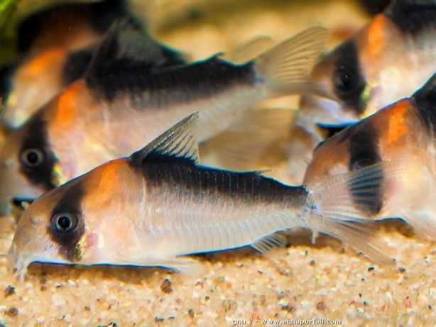 Kirys adolfi /Corydoras adolfoi - Tina Zoo Jasna