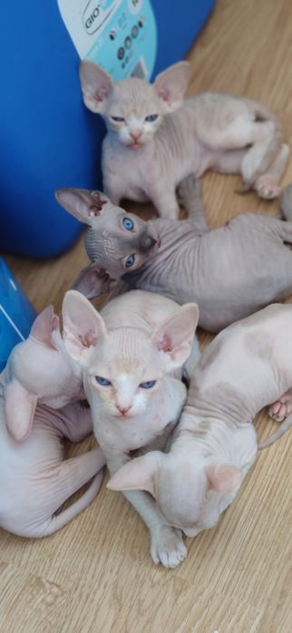 Котята канадского сфинкса