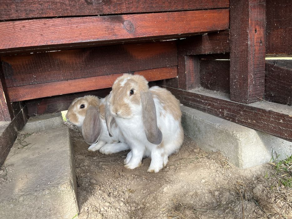Króliki baran francuski