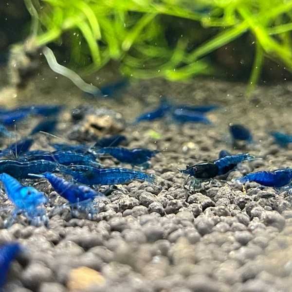 Krewetka Blue Velvet -20 sztuk - 6zł/szt - Nasza Hodowla - Sklep ALTUM