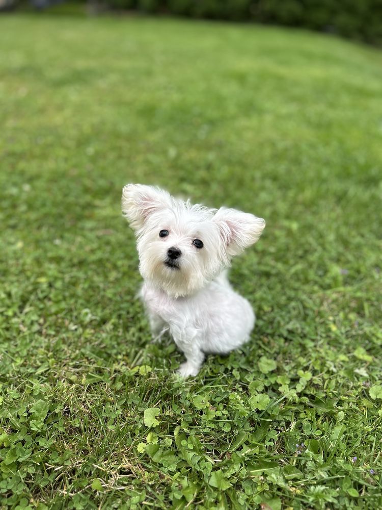 Szczeniak maltipoo