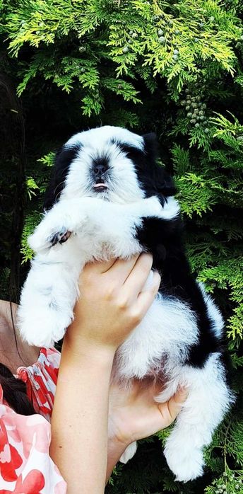 Wyjątkowej urody dziewczynka ZKWP /FCI/