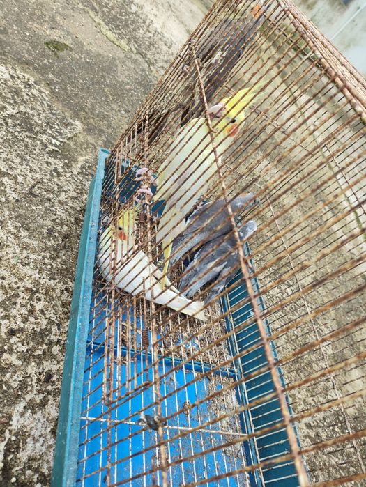 Vendo caturras com 6 meses.