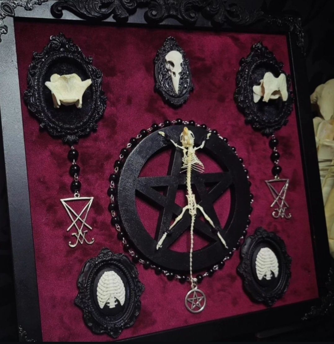 Taksydermia szkielet myszy pentagram