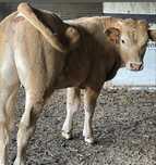 Bezerro cx de limosine x charoles 7 meses