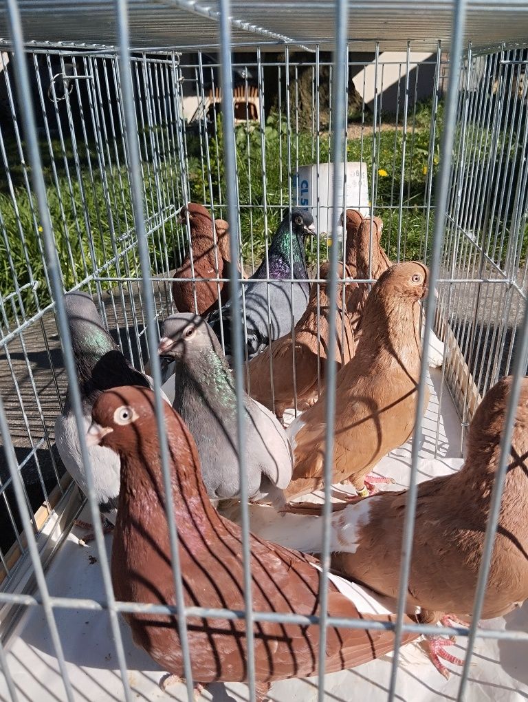 Bałogony węgierski 9 szt. Gołębie ozdobne