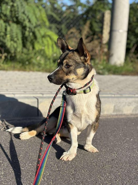 Pocieszny Bobik do przygarnięcia