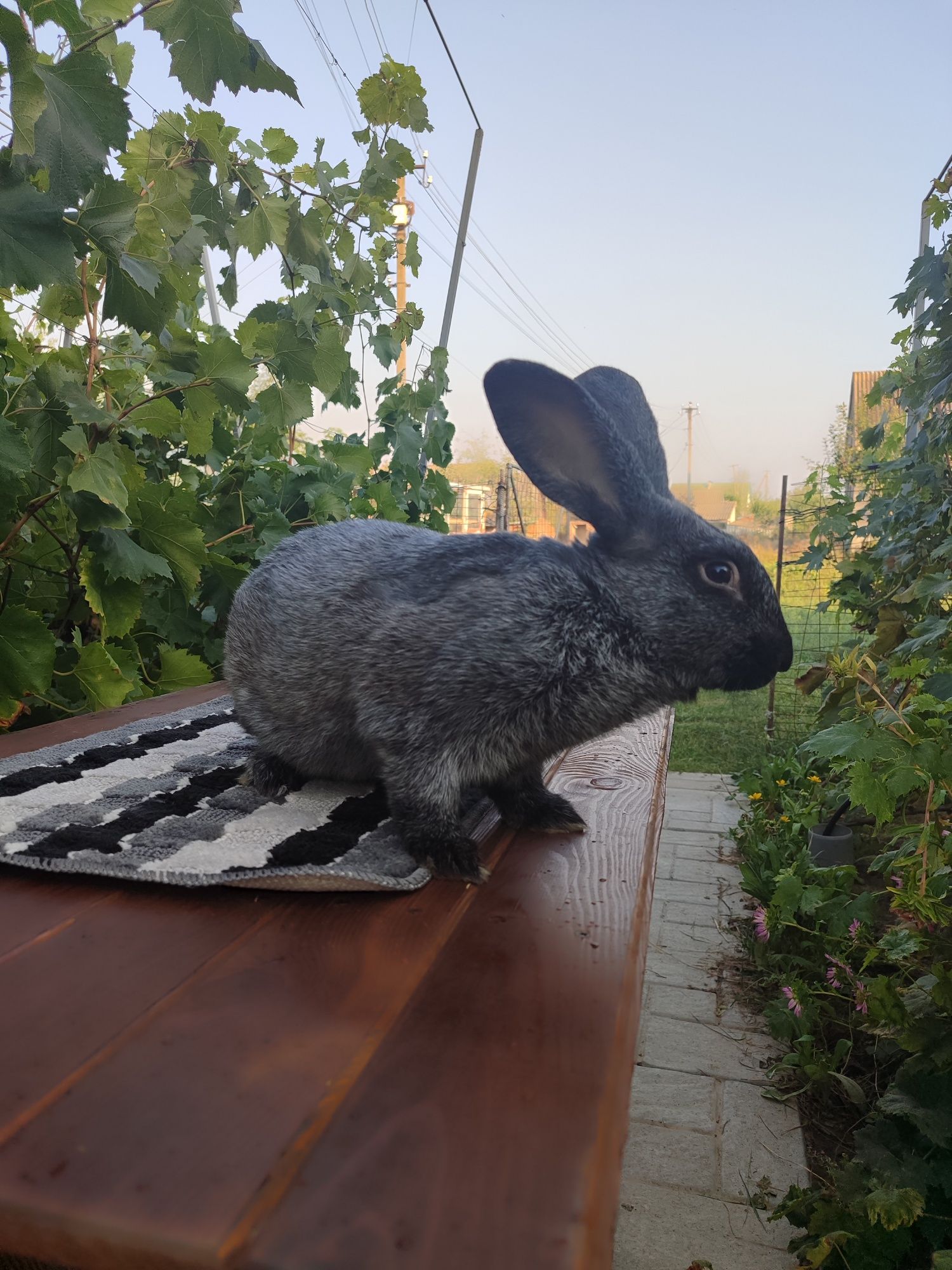 Кролики Полтавське срібло