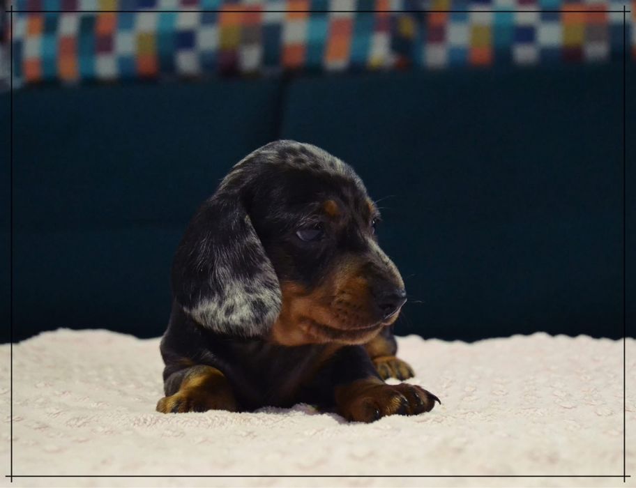 Jamnik Miniaturowy Krótkowlosy