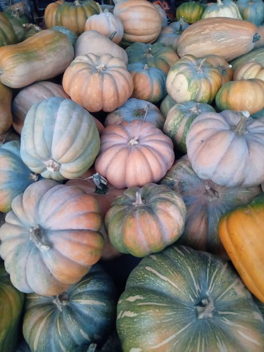 Vendo abóboras meninas