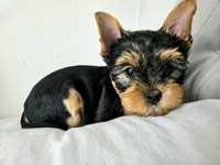 Piesek rasy Yorkshire terrier