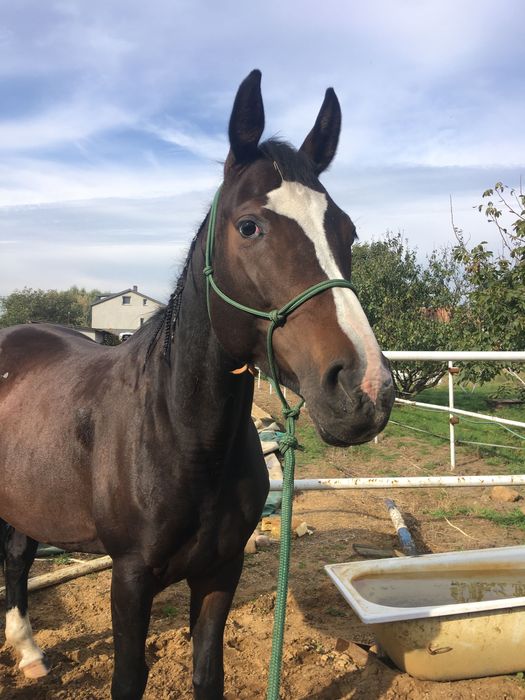 Halter z liną firmy JNBT