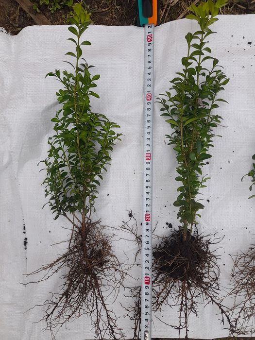 Самшит звичайний