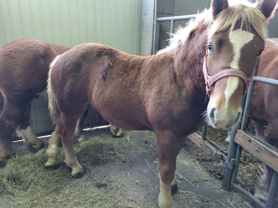 Sprzedam dwa ogierki konie