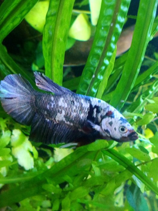 Bojownik koi marble plakat