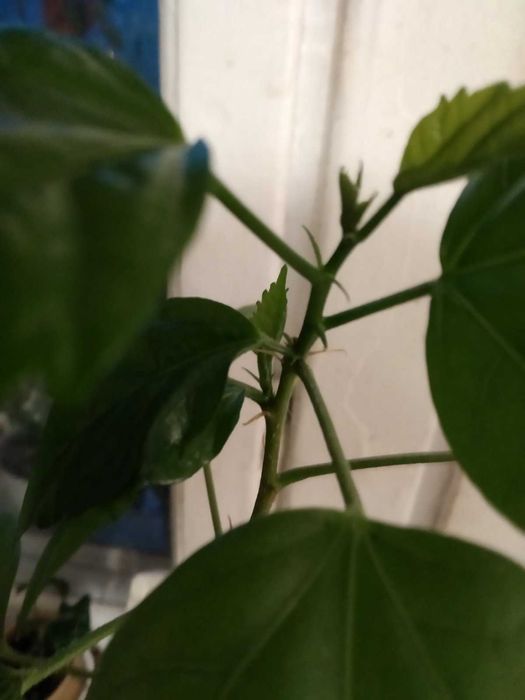 Продам  укорененный росток гибискуса сноу квин