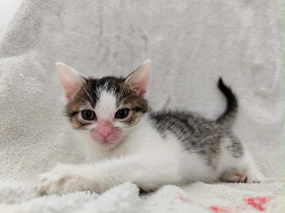 Pilne!l  Laluś  8 tyg.smerf czeka na  odpowiedny domek. Katarzyna